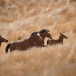 Paard Wild Kaimanawa horses